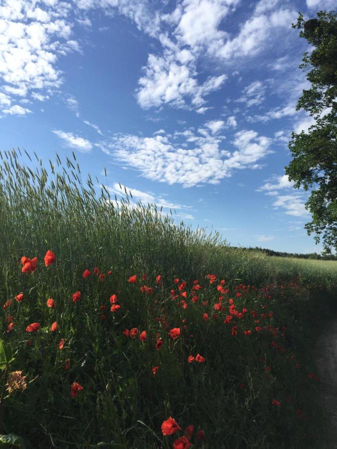 Blekitny - - Bory Tucholskie *